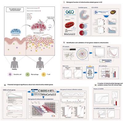 Screening mitochondria-related biomarkers in skin and plasma of atopic dermatitis patients by bioinformatics analysis and machine learning